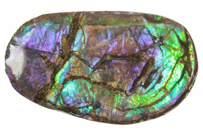 Iridescent Ammolite (Fossil Ammonite Shell) - Alberta #357396